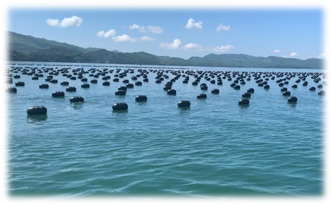 Phao HDPE trong nuôi trồng thủy sản
